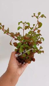 Chậu xà lách xoong Nhật bổ máu vừa ăn vừa làm kiểng đẹp mê li- Minh Khương