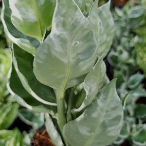 🔥 โปร 2.2 🔥 [แพ๊ก 10 ต้น] กวักเงิน ต้นกวักเงิน กระถาง 3 นิ้ว (พร้อมส่ง!) ต้นไม้มงคล ไม้แดดรำไร ไม้ประดับ ค้าขายรุ่งเรือง ปลูกประดับบ้าน