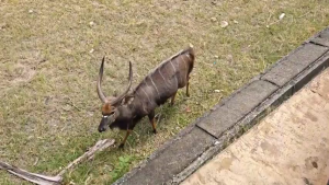 กล้องส่องทางไกล แบรนด์ Celestron Outland X 10x42 กล้องเดินป่า ดูคอนเสิร์ต Binocular กันน้ำ กันหมอก