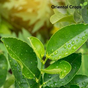 dahon ng suha fresh leaves or seeds for planting fruit plant