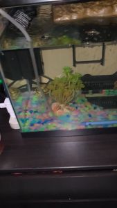 ( BAYAR COD ) Batu Hias Menyala Isi 10 Pebbles Stone / Batu Hias Aquarium / BatuTaman Hias Glow In The Dark by TOPSELLER1