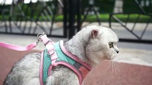 Tali Kucing & Aksesoris Kucing: Panduan Lengkap