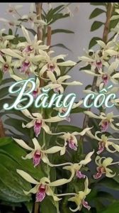 HOA LAN  DENRO BANGKOK