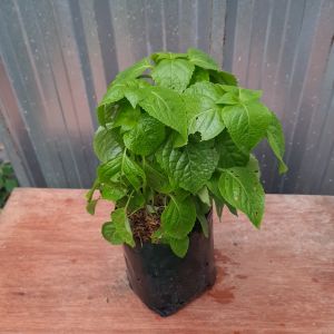 ต้นยี่หร่า ยี่หร่า ในถุงดํา 5 นิ้ว แตกรากแล้ว พร้อมปลูก