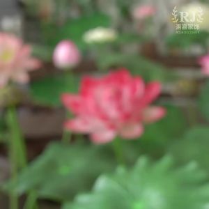 eva ดอกบัวจำลองพร้อมเสาใบบัวอุปกรณ์เต้นรำดอกบัวสระว่ายน้ำเวทีตกแต่งภูมิทัศน์ปลอมดอกไม้จำลองพืชสีเขียว