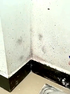 Mold Remover Spray 520ml | Anti Mold Stain Remover Mold & Mildew | Cleaner for Bathroom Wall Tile & Grout