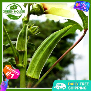 Green House® - Okra Seeds for Planting Vegetable Plants (25 Seed) incl. Planting Instruction Smooth Green Lady Finger