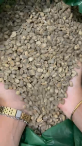 Green Bean Arabika Lintong - Grade 1 - Semiwashed Processed - 1 kg