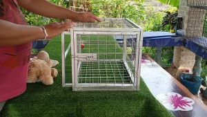 กรงบังคับฉีดยาสัตว์ กรงบังคับฉีดยาแมว จับแมวหรือสัตว์ที่ดุมาฉีดยาใช้กรงนี้ช่วยเพื่อความปลอดภัยทั้งคนและสัตว์เลี้ยง ใช้งานง่ายโครงสร้างแข็งแรงใช้งานได้ดี กว้าง 32 เซน ยาว 45 เซน สูง 30 เซน