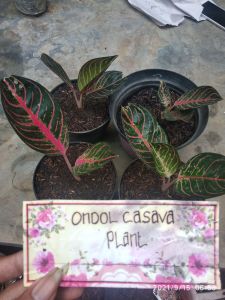 pride of Sumatra/red Sumatra anak