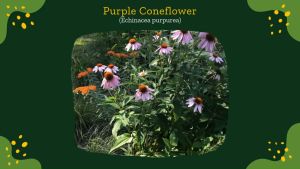 Trà thảo mộc Hoa Cúc Tím HERBA ORGANIC Purple Coneflower Herb 50g giải độc tăng cường hệ thống miễn dịch làm đẹp da của Mỹ