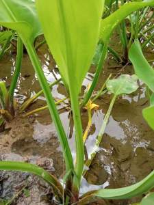 ผักพาย ก้านจอง ปลูกใส่อ่างปลา ใส่กระถางได้ ต้นละ 35 บาท 3 ต้น 100 บาท (อินทรีย์ ไม่ใช้สารเคมี)