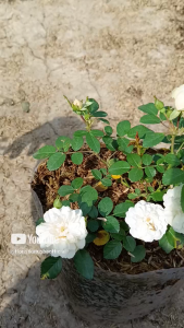 tanaman hias bunga mawar import baby green ice white