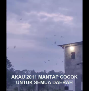 King Birahi Akau 2011 Produksi Akau Jaminan Asli 100% Original Garansi Resmi 1Tahun flashdisk