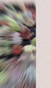 Sen Đá ruby xanh size bầu 5-7 cm cây già khỏe