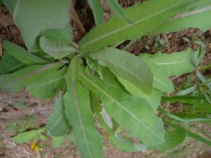 Daun tempuyung 1 pohon