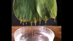 泰国竹叶ใบไผ่ไทยถุงละโลใบบ๊ะจ่างสด ใบไม้มีความเหนียวและไม่แตกง่ายคัดสรรมาอย่างดี