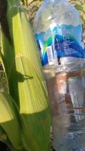 PANGLIMA 250gr - Benih Pertiwi Jagung Manis Hibrida F1