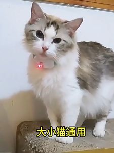 Kalung Laser Pintar untuk Kucing Anjing Adjustable & USB Charging Mainan Interaktif dengan Infrared