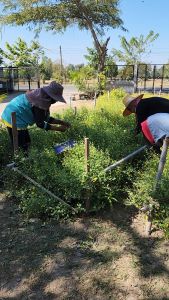 Organic Chrysanthemum Flower Tea (55 grams)