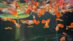 🐟Ajelis Guppy🐟 Wild Koi 野生锦鲤孔雀鱼 - Aquarium Ornamental Fish Tuxedo Guppy Ikan Hiasan 孔雀鱼 大尾巴 圆尾 鸿运当头 红耳