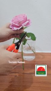 กรรไกรทริม กรรไกรตัดกิ่ง ทริมช่อดอก ตัดแต่งกิ่ง ปลายตรง ปลายแหลม โค้ง กรรไกรตัดกิ่งไม้ กรรไกรตัดกิ่งไม้ 24 นิ้ว - Lazada