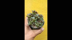 ต้นไม้อวบน้ำ กุหลาบหิน ซีดูมม เทแทร็คตินัม sedum tetractinum #กู้เปล่า #กู้สวย #กู้เชิ้ต #กู้เสื้อ