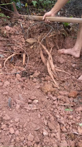 1 Kg Củ Sâm Nam Núi Dành (Sâm Tiến Vua) Tươi/Khô Món Quà Cho Sức Khỏe Mọi Nhà - NÔNG SẢN SẠCH