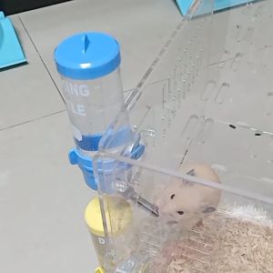 กระบอกน้ำสัตว์เลี้ยง 250ml ขวดน้ำแฮมเตอร์ ดีไซน์ลูกกลิ้ง ป้องกันการรั่วซึม และดื่มง่าย