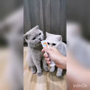 Areca Pets High Vitamin Creamy Cat Treat Cat Snack Cat Stick Cat food Makanan Kucing Snek Kucing