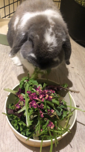 Ultimate Forage Mix | No Furries Delights | Perfect Hay/Green Topper & Treats for Small Pet Animals & Birds