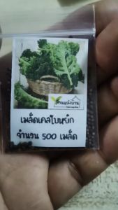 500 เมล็ด เคลใบหยิก เมล็ดเคลใบหยิก คะน้าเคล เมล็ดคะน้าเคล เมล็ดเคล เคล เมล็ดผักเคล
