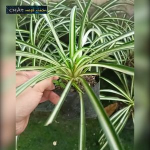Cỏ mẫu tử giống - cỏ lan chi giống (viền xanh gân trắng)