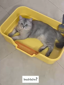 cat litter box กระบะทรายแมวขนาดใหญ่ แถมที่ตักทรายฟรี ส้วมแมวใหญ่ ถาดทรายแมว ใหญ่กระบะทรายแมวกล่องทรายกึ่งเปิด ที่ว่างใหญ่ วัสดุ PP