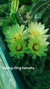 XUONG RONG Hamato có nhiều cây đổi màu. Tuổi hoa. Tặng kèm chậu nhựa nhỏ