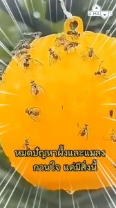 A HAUS ผ้าดักแมลงวัน ที่ดักแมลงวัน | ผ้าดักแมลงวัน ที่ไล่แมลงวัน ไล่แมลงวัน เครื่องไล่แมลง ลูกบอลดักแมลง ลูกบอลไล่แมลง