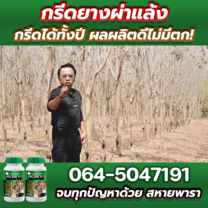 ยาทาหน้ายางหรือสารเพิ่มปริมาณน้ำยาง สหายพารา รักษายางตายนึ่ง ปริมาณ 500ml