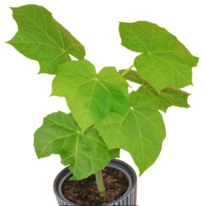 ARGEM 25pcs Tuba-tuba Tagumbao o Tawa-tawa Leaves Organic Alternative Health Support for Rayuma Pamamaga at iba pang sakit sa katawan