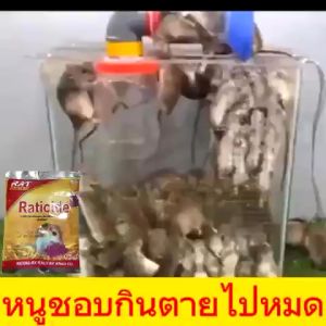 Raticide Fast-Acting Rodent Killer Baits 6-Pack 50g Quick & Effective Rodent Repellent