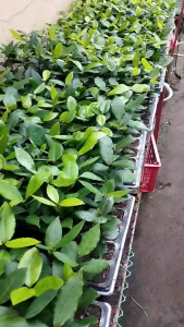 Bayleaf Plants