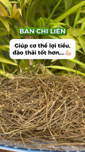 [Giá Rẻ] Cây bán chi liên sấy khô - Túi lớn loại 1kg - Hàng sạch thơm cao cấp - Thảo Dược THAPHACO