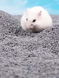 PASIR MANDI HAMSTER-DJOLLIE-AMAN UNTUK BULU HAMASTER
