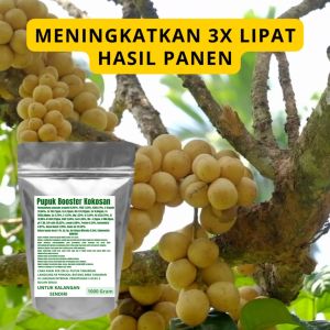 Pupuk Booster Kokosan Pelebat Organik Cepat Berbuah Lebat Besar Anti Rontok Pembesar Kokosan