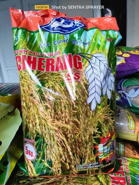 Benih Padi Ciherang