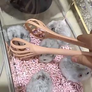 Kẹp bắt gắp chuột hamster an toàn tiện lợi (mẫu mới) - Love Pets Shop