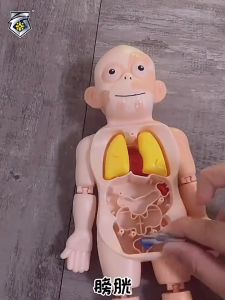 Kids Montessori 3D Puzzle Human Body Anatomy Model Educational Teaching Tool Organ Assembled Toy