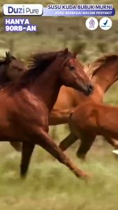 Ferswit Edamame Susu Edamame Minuman Serbuk Rasa Edamame Jepang Original