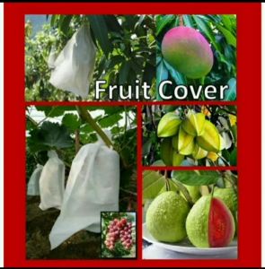 Brongsong Buah-Fruit Cover Type M isi 100 pcs