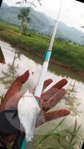 JORAN TEGEK KOLONG OREGON NEON/GUPY 240 270 300 360 450 540 FIBER LENTUR SIAP PAKAI