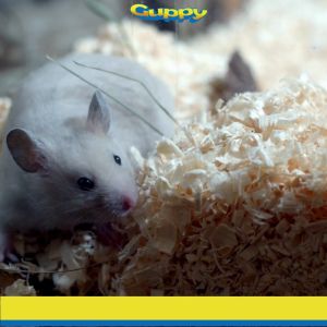 200G Wood Shavings Kusot for Hamster Guinea Pig - Perfect for Keeping Your Small Pets Cozy and Comfo